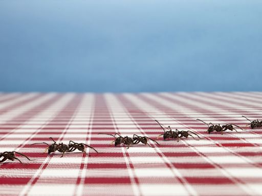 Here's How to Get Rid of Ants in Your Home and Yard for Good