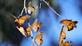 Monarch butterflies are fluttering along California coast. Here’s where you can see them