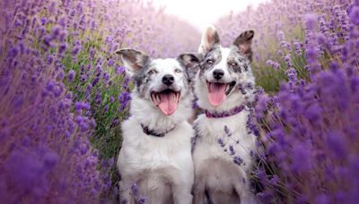 "A lens cloth is a must-have. Pets just want to say hello, and leave smudges and slobber on the lens", says pro pet photographer Alex Robins