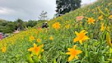 等不及金針花盛開 花壇虎山巖湧來民眾冒雨賞花