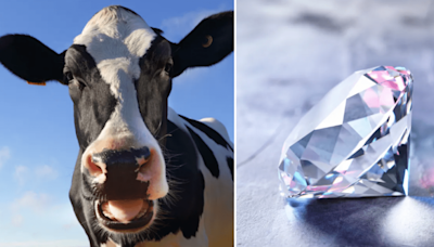 Cow burps are warming the planet. Could they make diamonds instead?