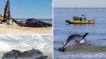 Endangered 44-foot whale likely killed by massive cruise ship, dragged into NYC port: experts