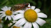 Will cicadas harm my garden?
