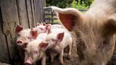 High Court Backs California Humane-Pork Law in Industry Loss