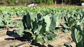 Betty Montgomery: Kale and collards fresh from the garden