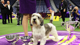 What makes a Westminster Best in Show winner, based on a century of data
