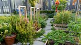 Tips on planting your summer garden from a DC-area expert - WTOP News