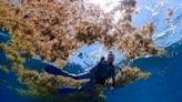 Rotting sargassum is choking the Caribbean’s white sand beaches, fueling an economic and public health crisis - EconoTimes