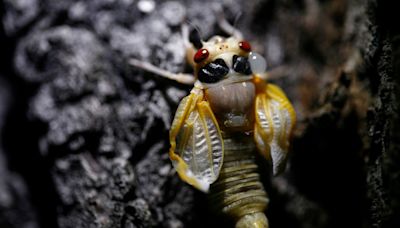 Vintage Chicago Tribune: Cicada invasion