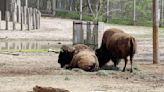 Riverside Discovery Center announces death of bison