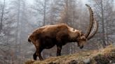 These goats are so exhausted by heat that they’d rather risk the wolves at night, study shows