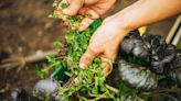 I’m a gardening pro - stop trying to kill weeds with sugar