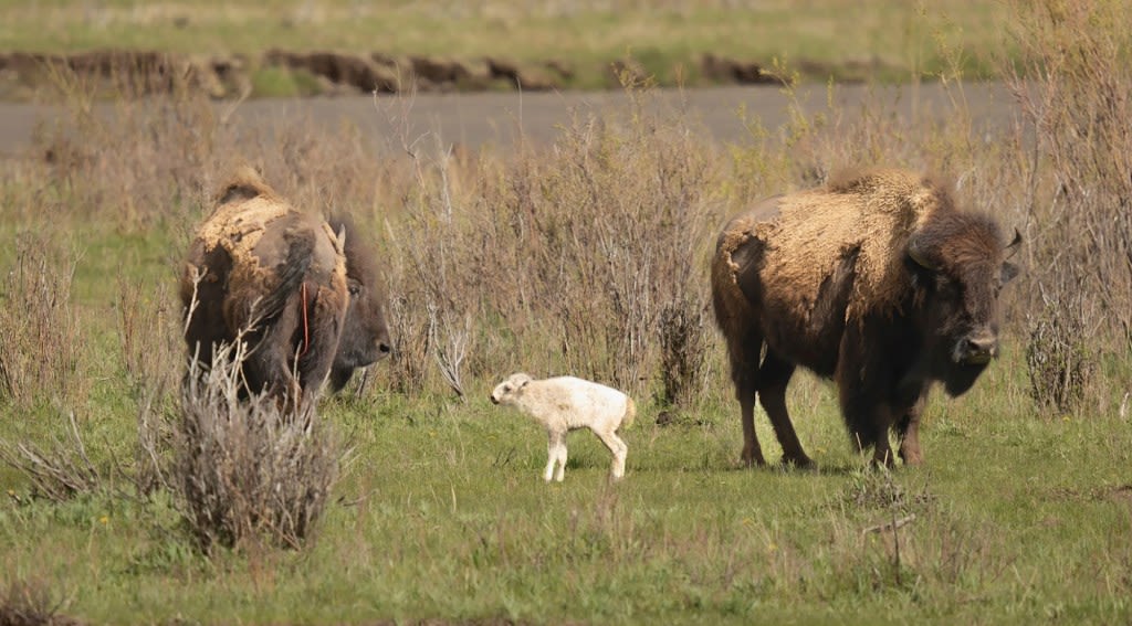 Native American ceremony will celebrate birth of white buffalo calf in Yellowstone park