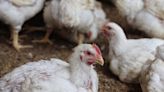 What are the symptoms of bird flu and how does it spread?