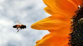 'Inert' ingredients in pesticides may be more toxic to bees than scientists thought