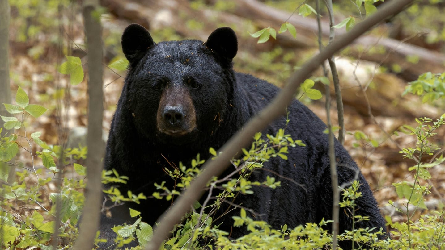 3-Year-Old Viciously Attacked By Black Bear Near Yellowstone National Park