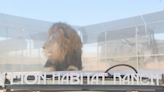 Lion Habitat Ranch in Henderson celebrates Father's Day with one of their own