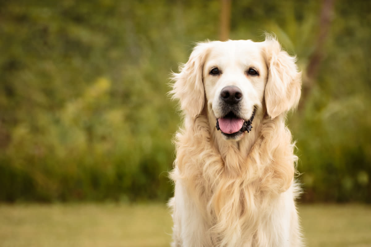 Golden Retriever Won't Leave Her Hero Brother's Side After He Required Emergency Surgery