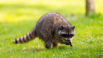 Raccoon Hits the Field at Professional Soccer Game and Hilariously Outruns Everybody