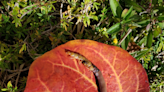 Rarest snake in North America photographed after choking to death on giant centipede