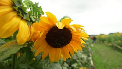 U-pick sunflowers are a happy new crop for 5th generation Whidbey farm