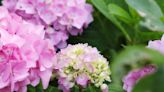 Here's Why Your Hydrangea Isn't Blooming, According To Grumpy