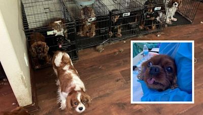 Authorities rescue 68 dogs from WA home during animal cruelty investigation