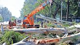 No felling of trees on Kanwar Marg, UP Govt to NGT