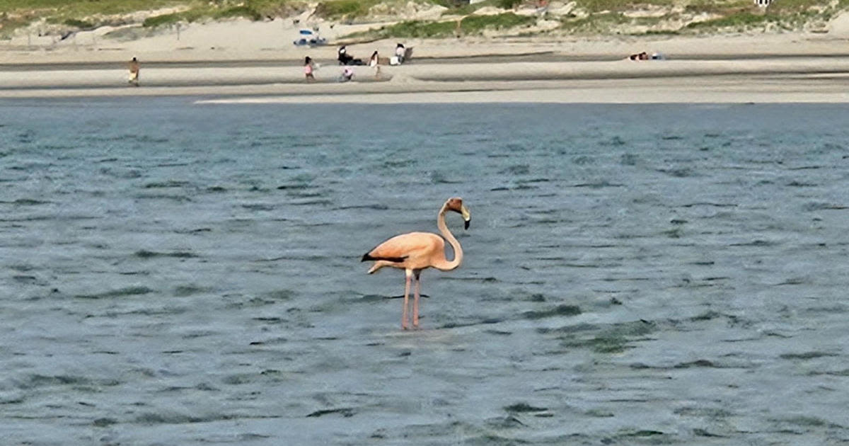 Flamingo sighting on Cape Cod has bird-watchers buzzing