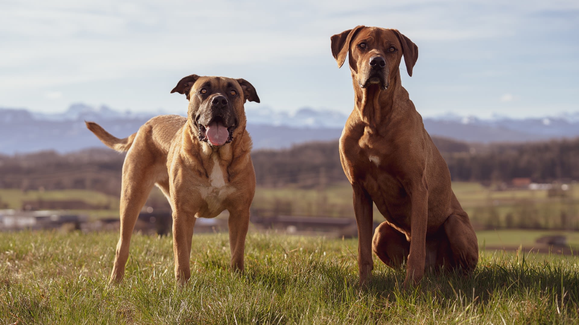 32 types of large-breed dogs