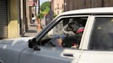 Foto del día | Perrito al volante