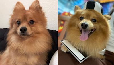 Where's Prince the Pomeranian?: Dog snatched from sitter in Boynton Beach