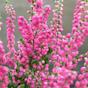 Heather calluna vulgaris