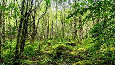 West Highland rainforest restoration targets passed