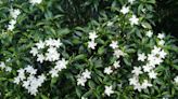 How to Grow and Care for Jasmine