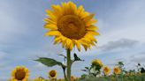 Here's why sunflowers are blooming weeks early at this Topeka-area farm open to the public