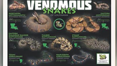 Louisiana snake ID: Know where, when you’ll see them, how to know the venomous ones