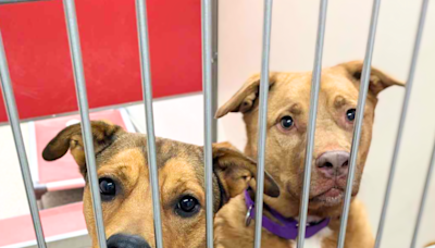 Animal shelter seeks dog adopters, foster parents to help with capacity crisis