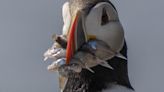 Scientists seeing change in puffins as the tuxedo birds adapt to climate change