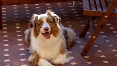 Face of Exhausted Australian Shepherd Fighting Sleep Is Just Like a Human Kid