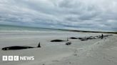 Dozens of whales dead in huge mass stranding on Orkney beach