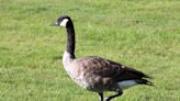 Canada geese killed and tortured in 2 separate SLO County incidents