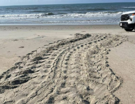 OBX visitors urged to watch for turtles after 2 leatherback nests found along Cape Hatteras Seashore