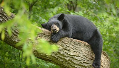 Reports of a bear spotted near East Winding Hill Road