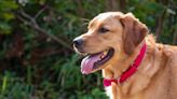 11 Golden Retriever Mixes With a Heart of Gold