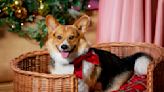 The corgi trainer from Hallmark's A Royal Corgi Christmas tells all