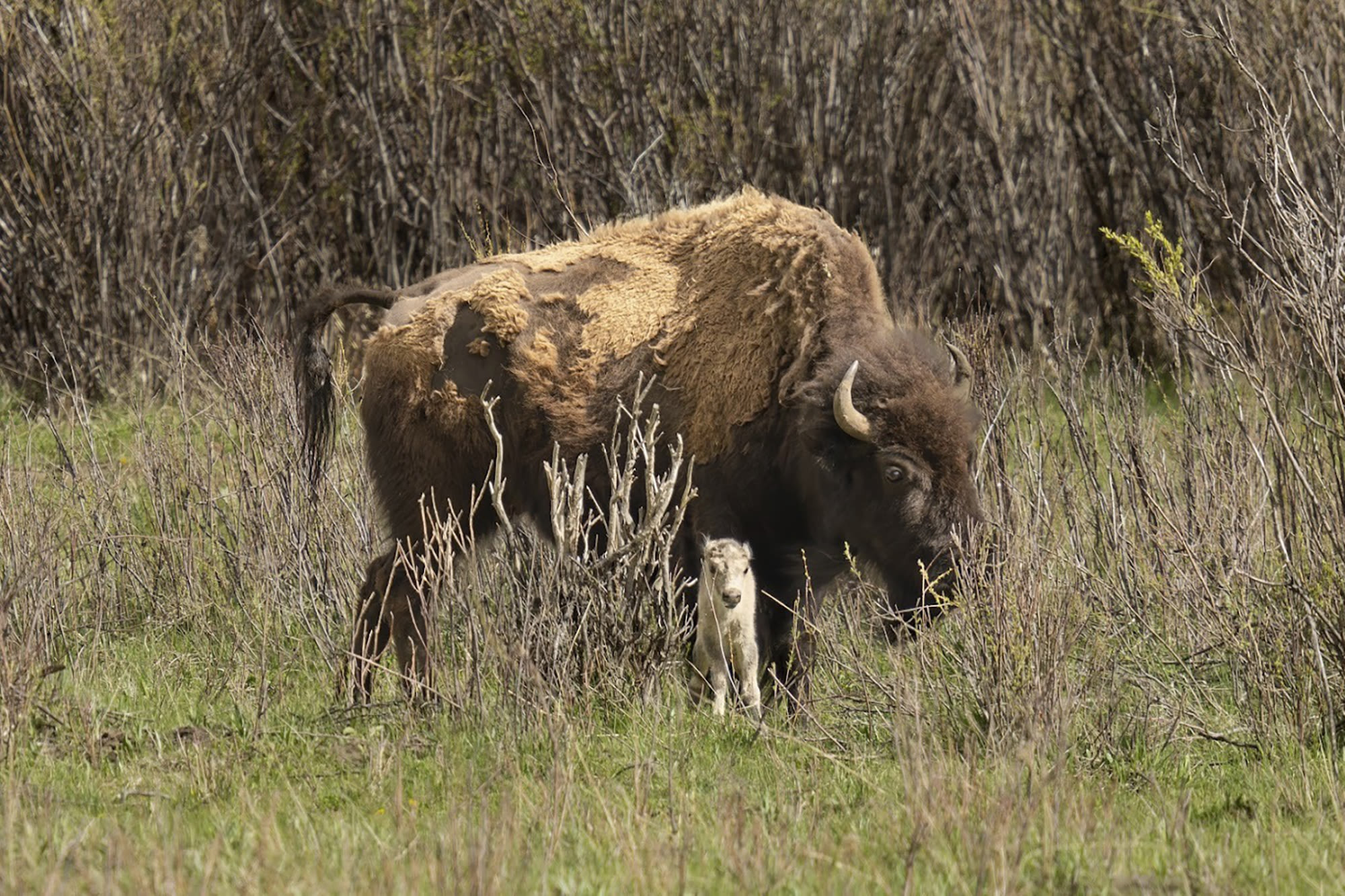 Tribes honor the birth of a rare white buffalo calf in Yellowstone