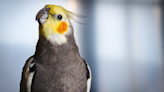 Woman Gets the Rudest Wake up Call From Her Cockatiel ‘Alarm Clock'