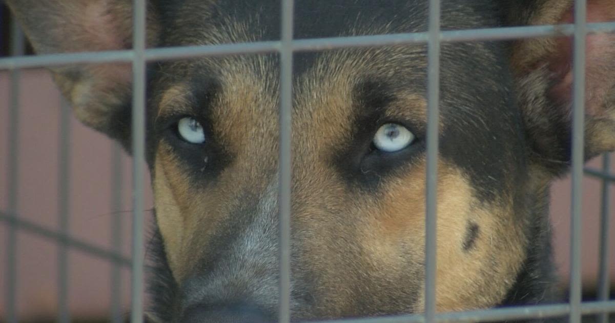 Jackson County Animal Shelter now over capacity, no longer accepting pets