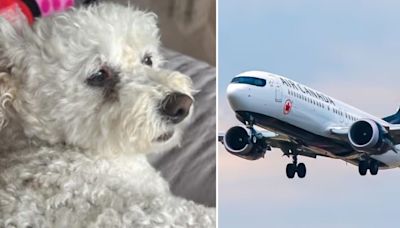 Flyer claims Air Canada unfairly denied him boarding to Toronto over dog carrier